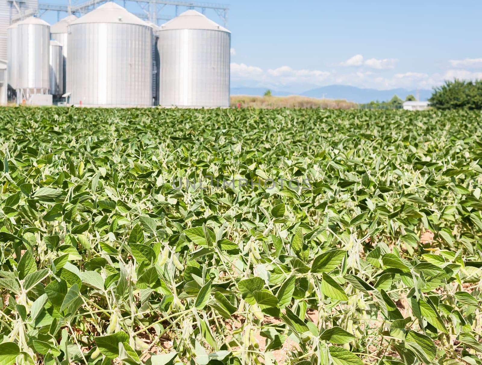 Soybean field. In the background, blurred a drying plant and silos