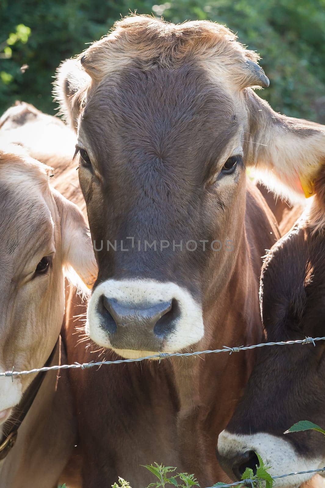 Farm animals. Portrait of cows