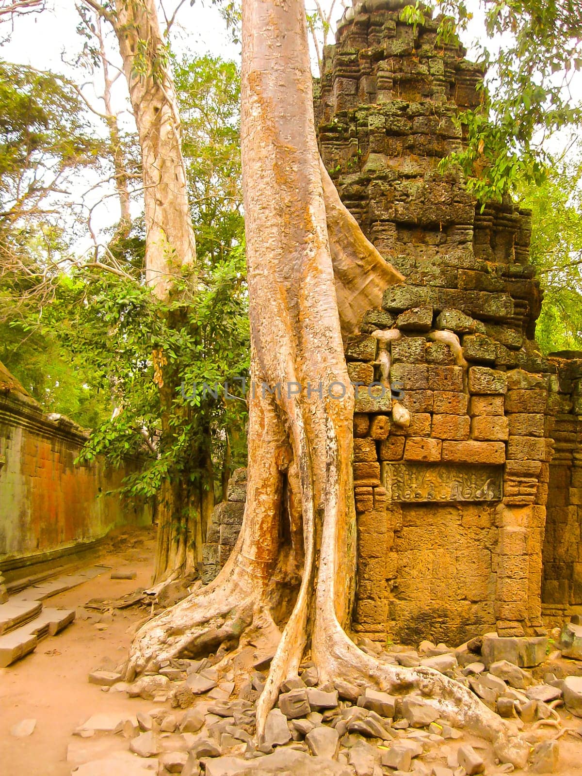 The picture of trees and old temple, Angkor, Cambodia