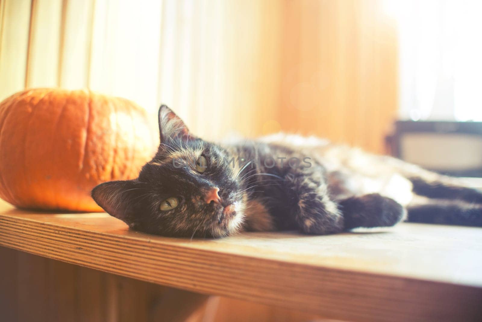 triple color cat on wood table with pumpkin and bright light from window,vintage effect
