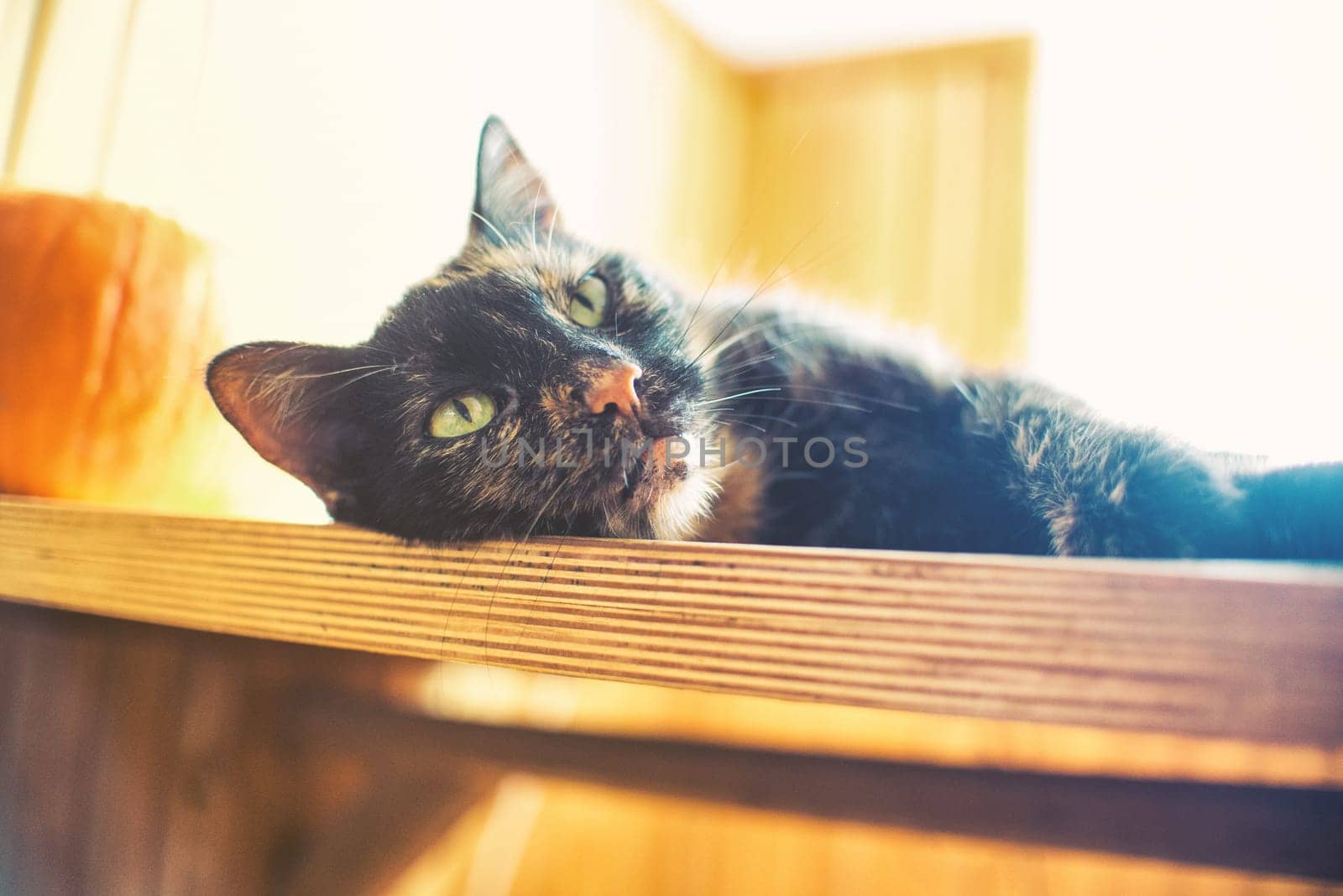triple color cat on wood table with pumpkin and bright light from window,vintage effect