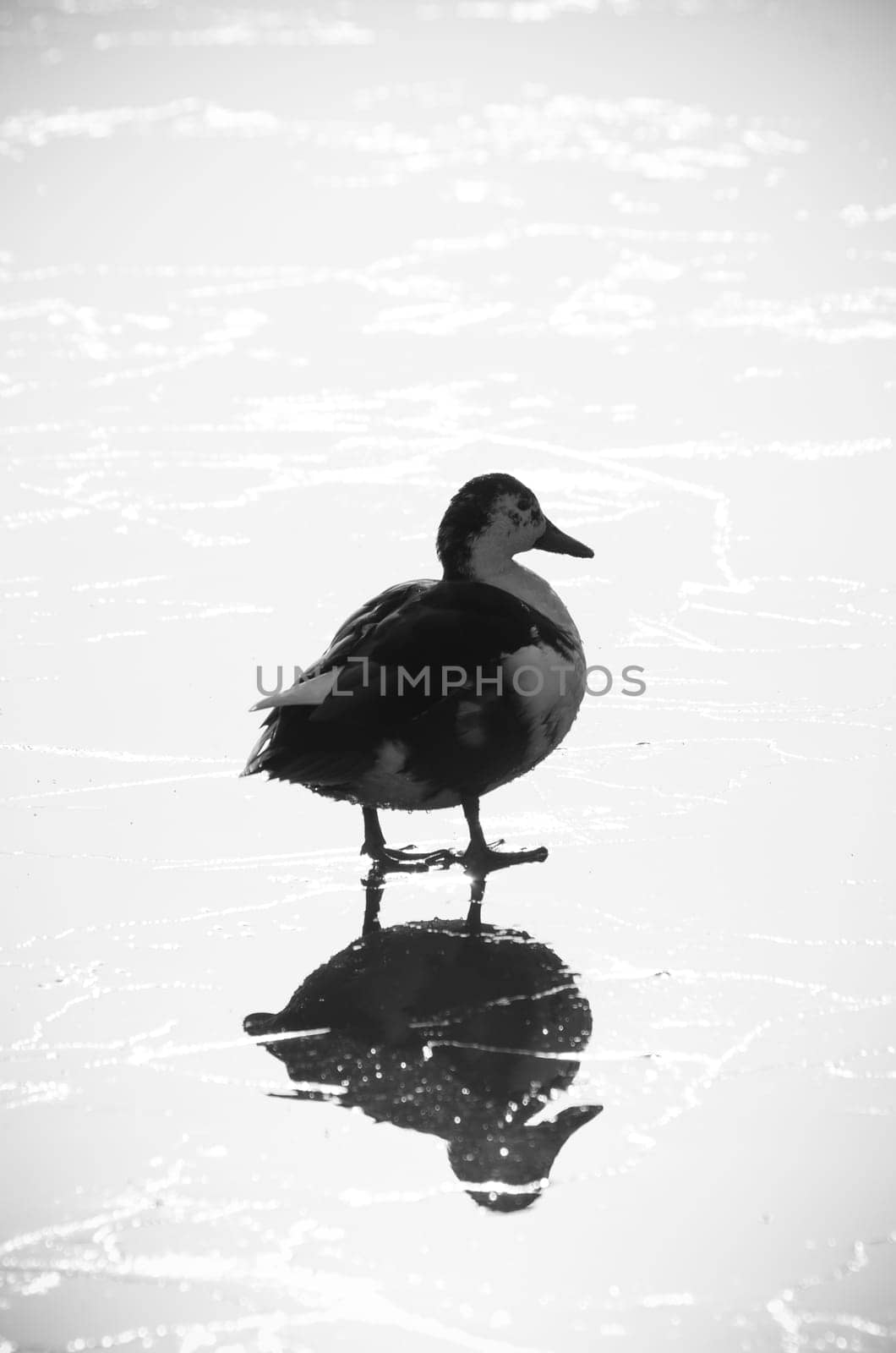 silhouet of a duck on a frozen lake