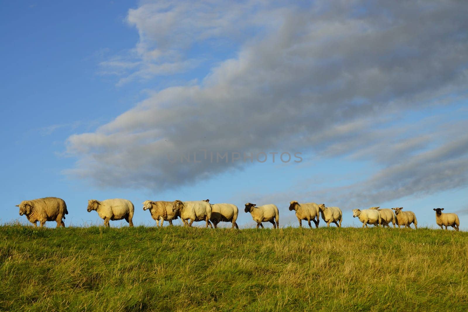 Sheep on a dike