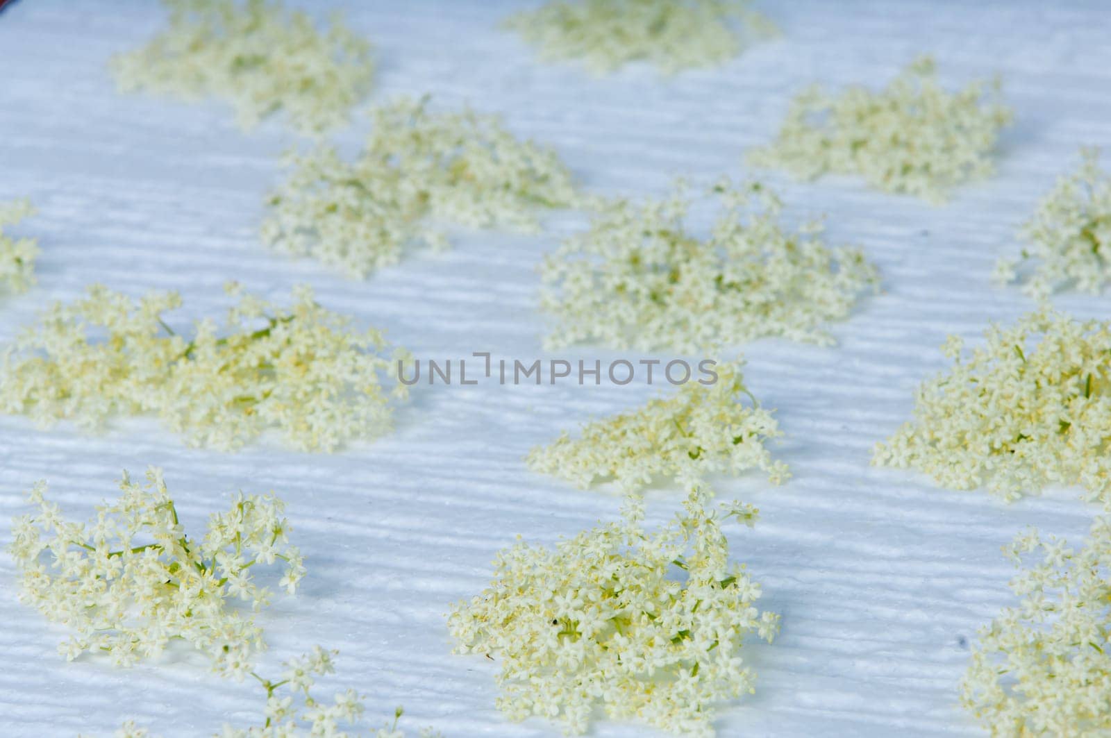 flowers elderberry Sambucus nigra and elderberry flower drink fresh raw