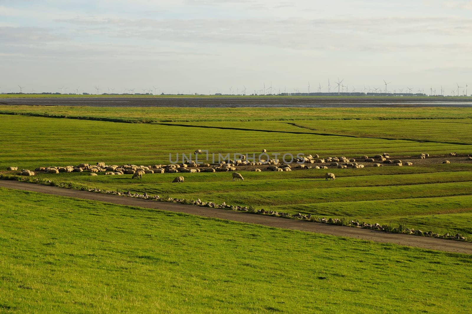 Sheep on a dike in summer