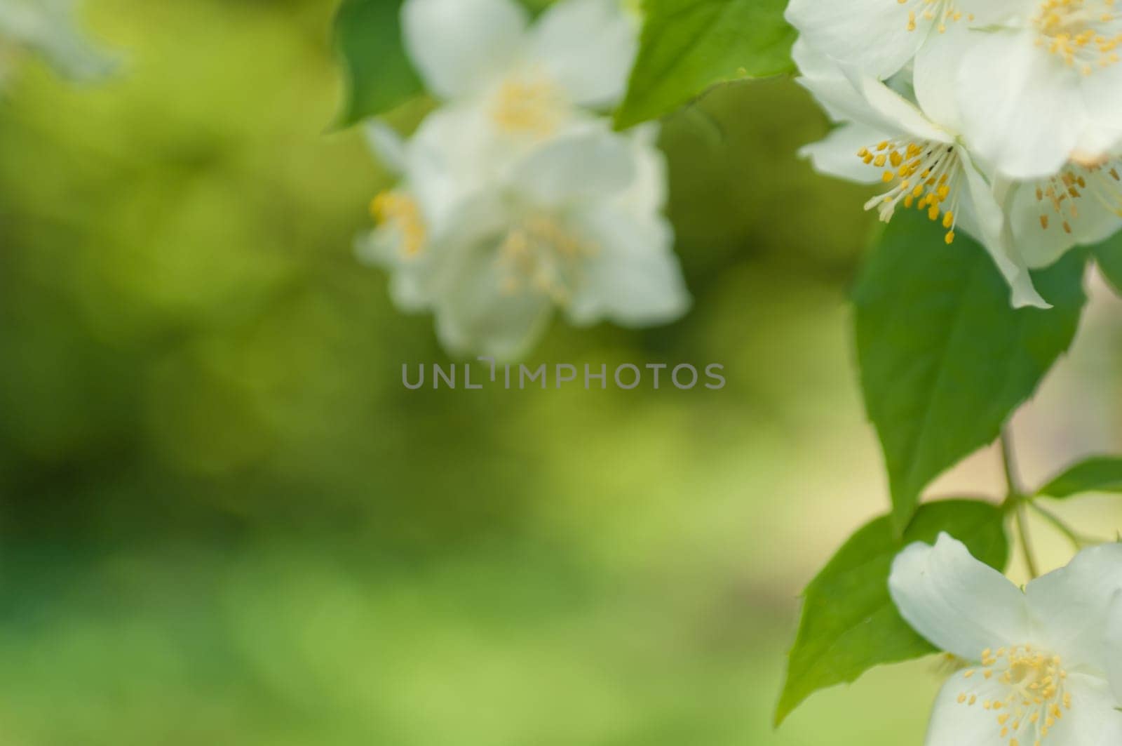 Branch of a mock orange Philadelphus coronarius bush with blurred background, natural look