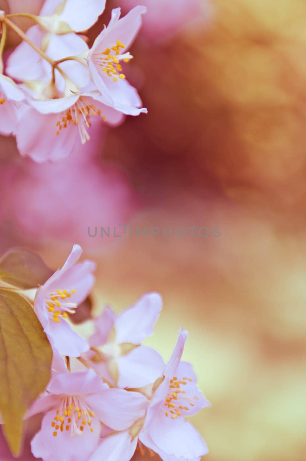 Branch of a mock orange Philadelphus coronarius bush with blurred background, natural look
