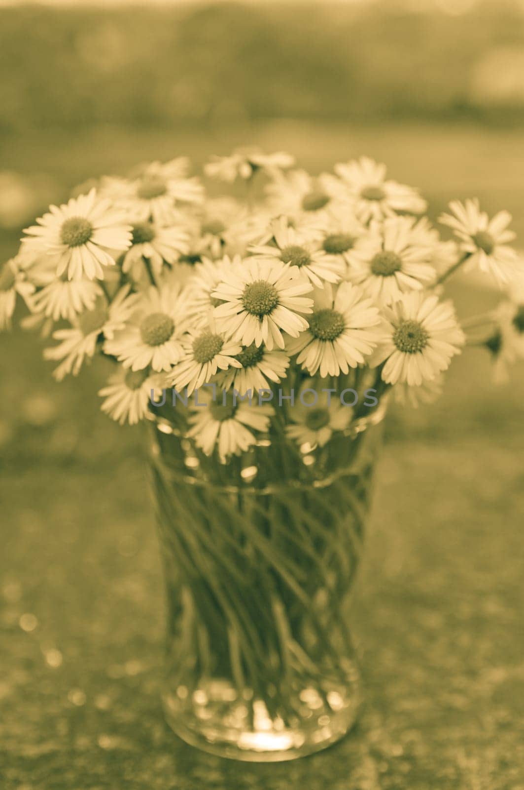 White daisy flowers in a glass blurred backgroung Aster daisy composite flower Asteraceae  Compositae