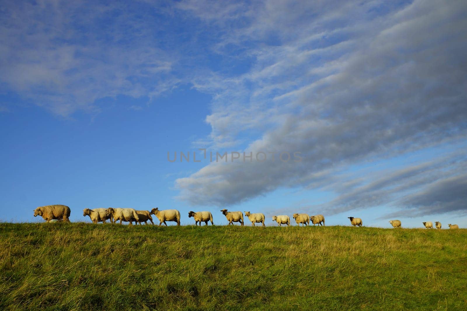 Sheep on a dike in summer