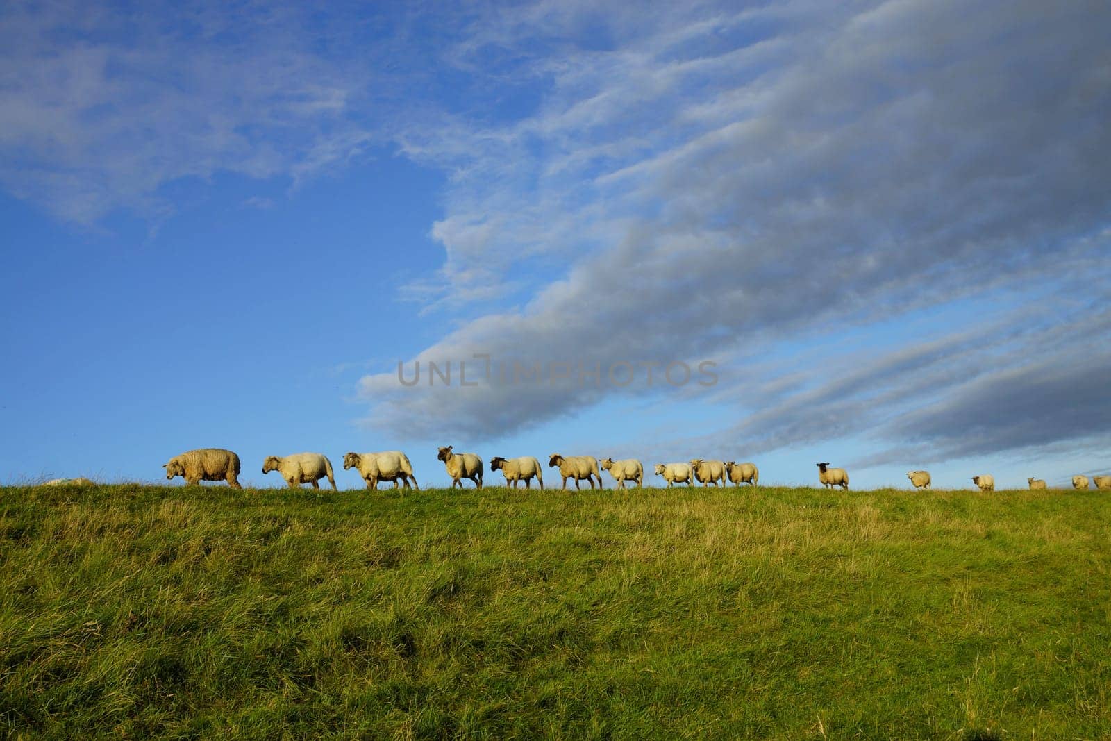 Sheep on a dike in summer