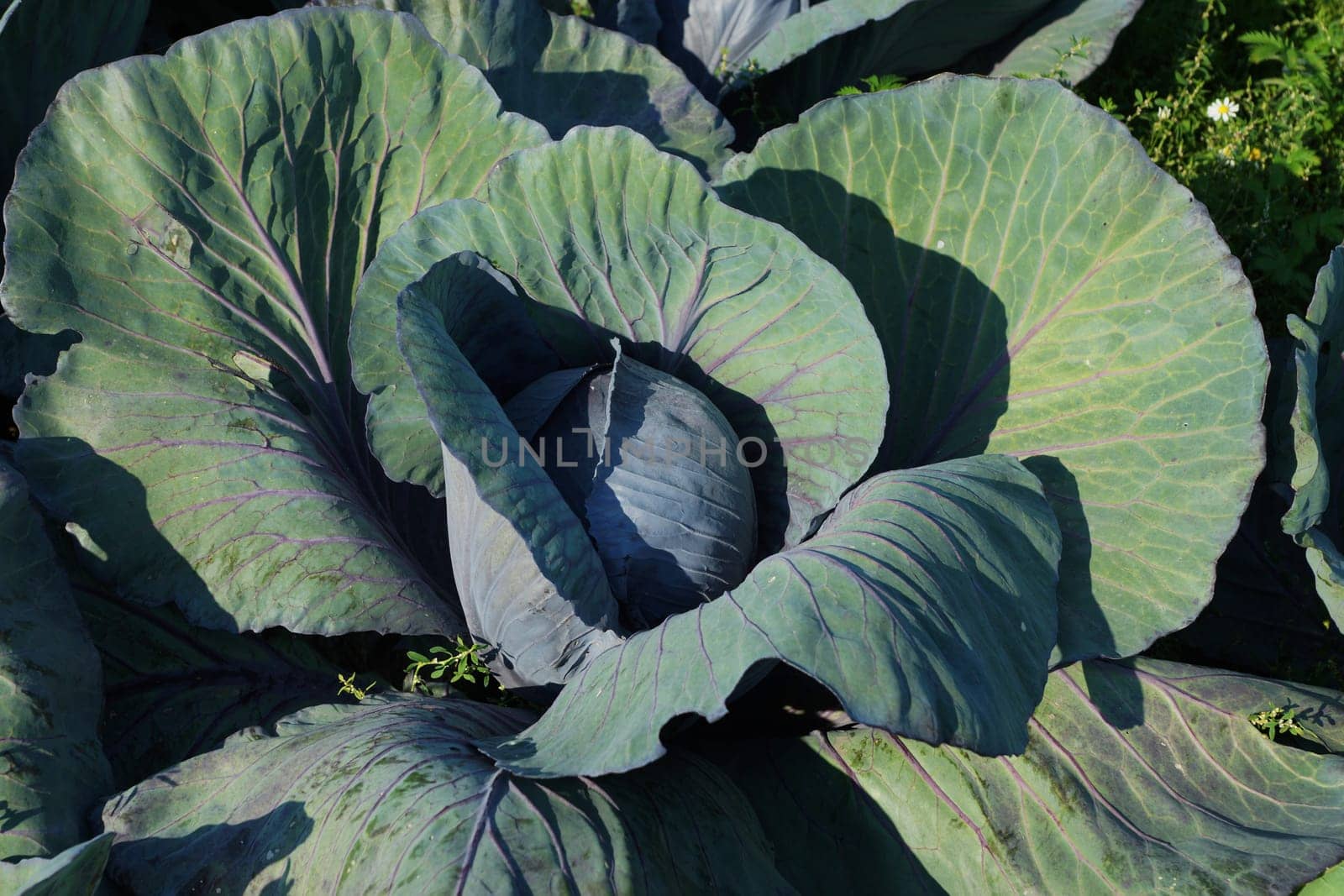 Kohlkoepfe in a vegetable field