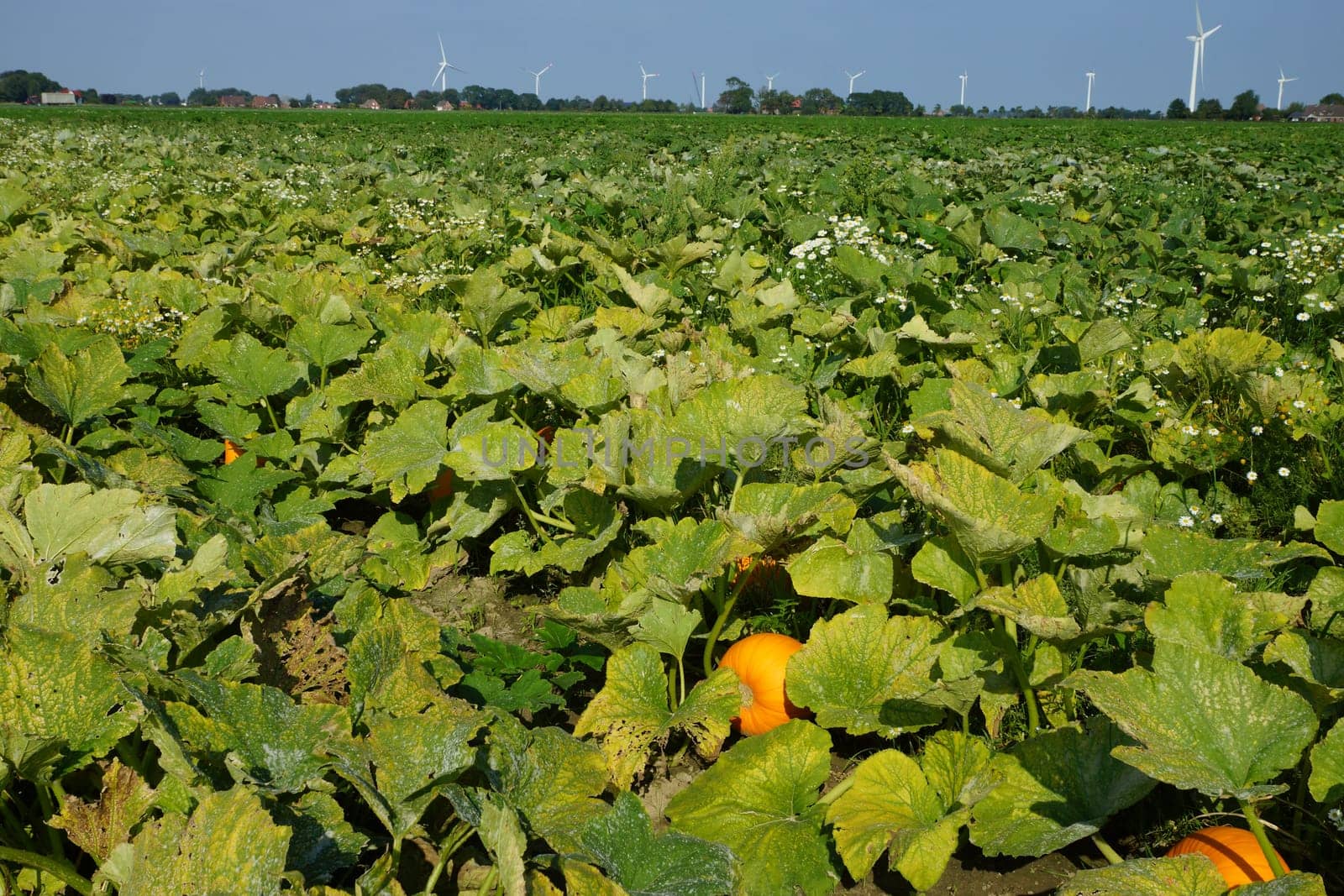 Kuerbisse in a vegetable field