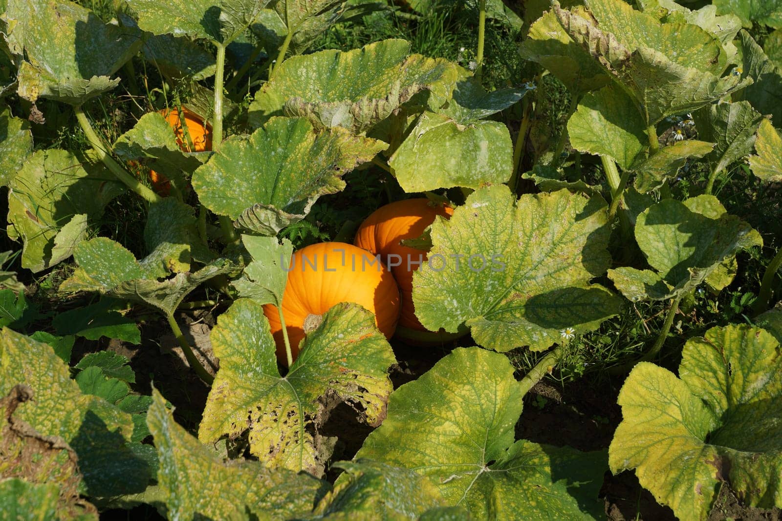 Kuerbisse in a vegetable field