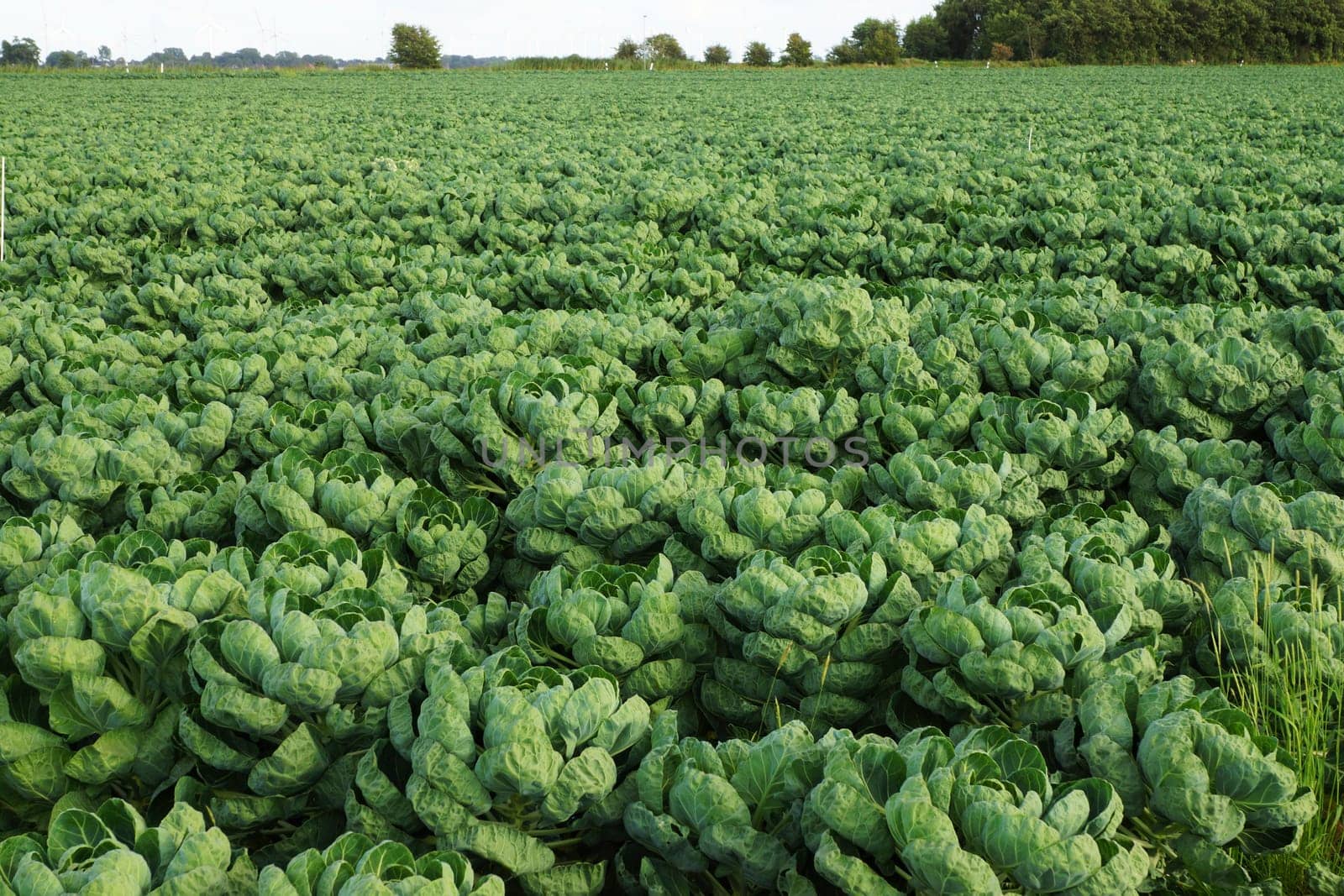 Vegetable field with Brussels sprouts in summer