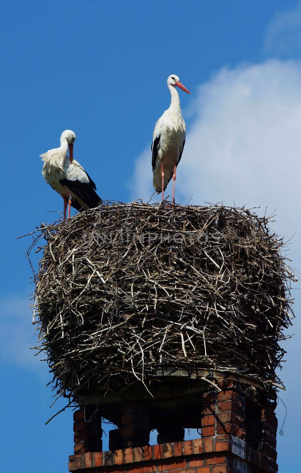 Pair of storks on a nest located on a chimney