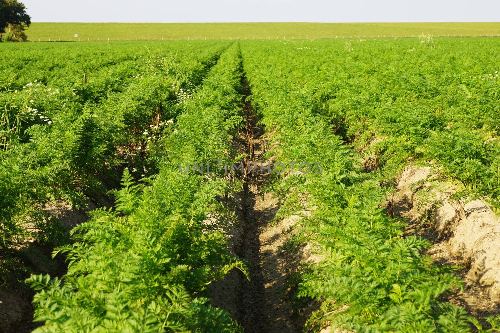Vegetable field with carrots in summer