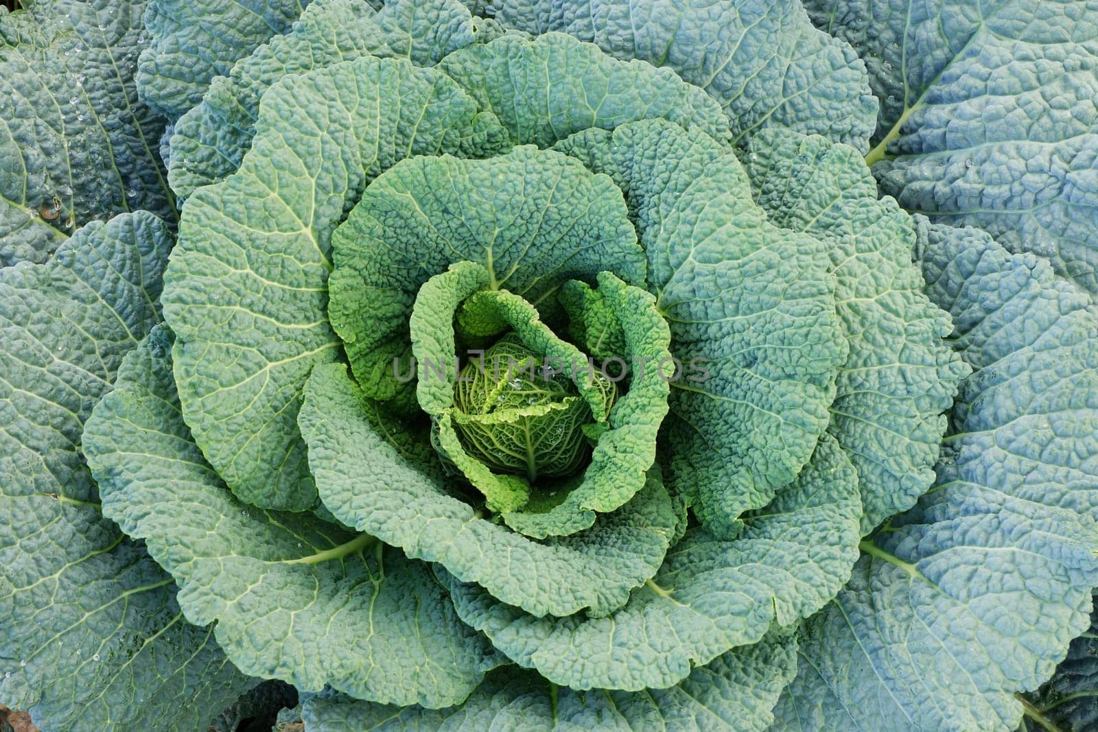 Vegetable field with cabbage in summer
