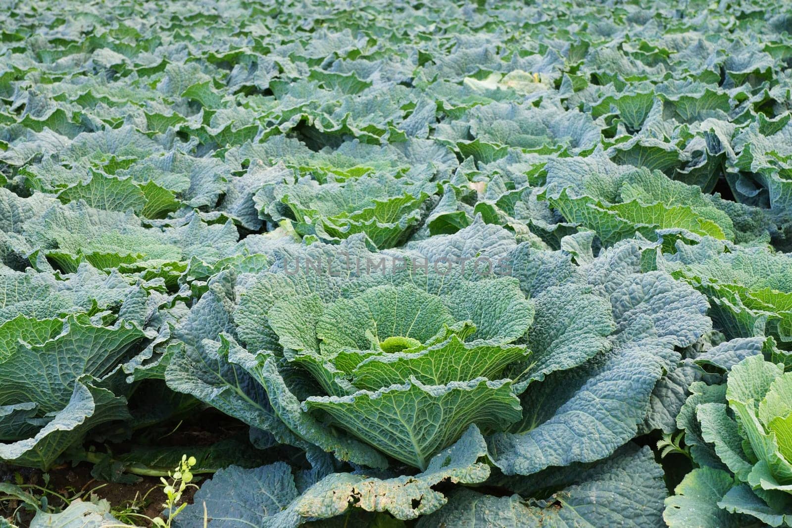 Vegetable field with cabbage in summer