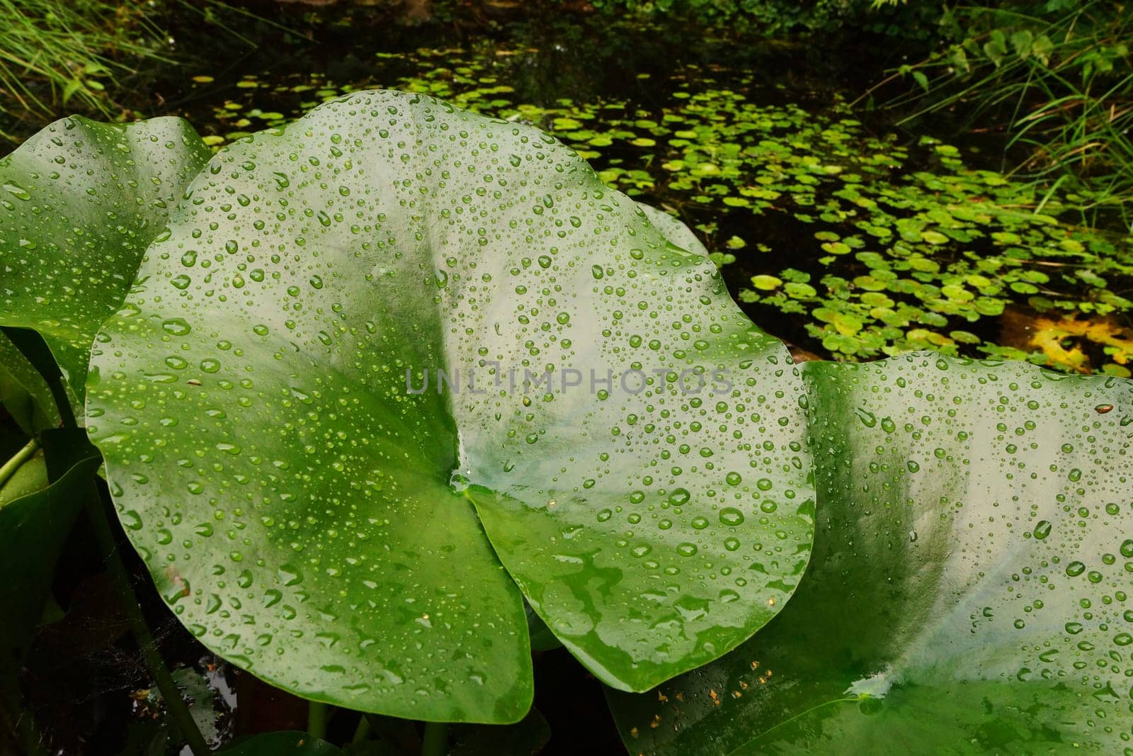 Drops of water on a water lily leaf in summer