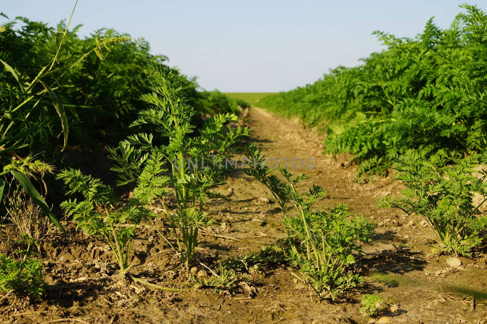 Vegetable field with carrots in summer