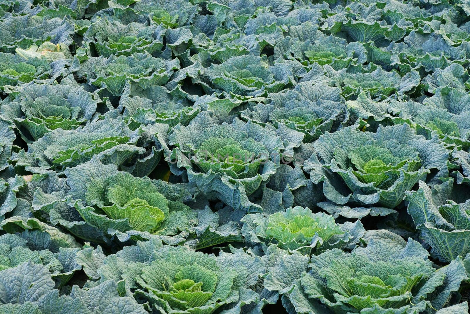 Vegetable field with cabbage in summer
