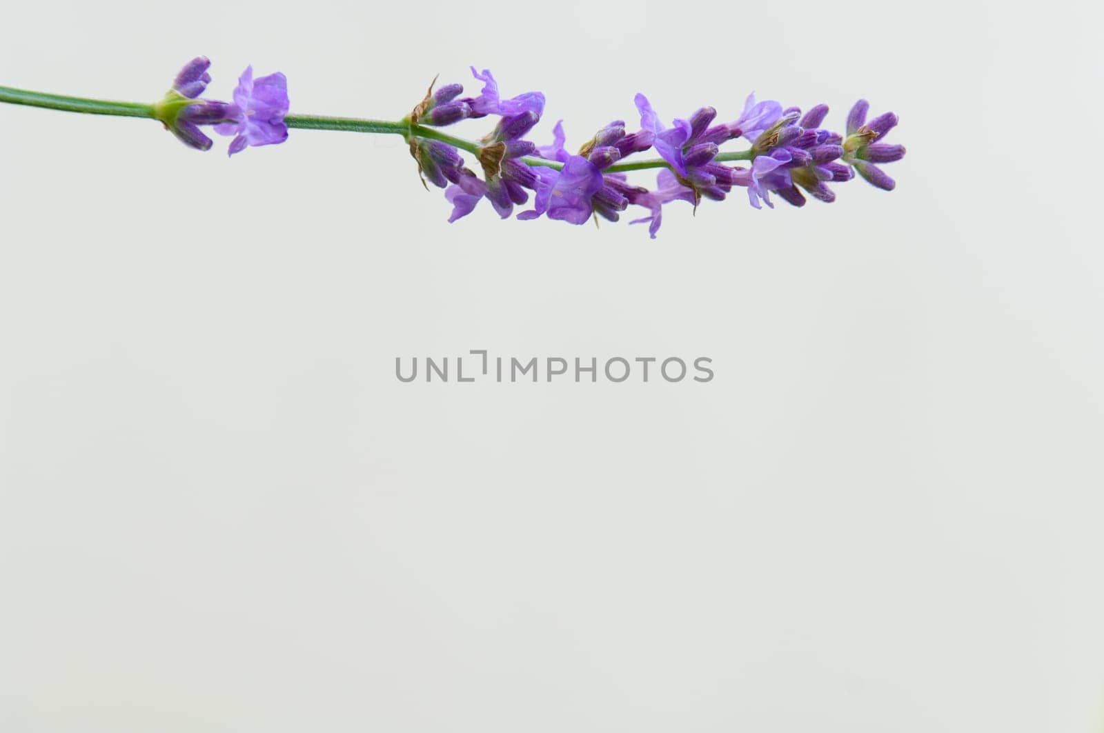 Lavender flower, violet Lavender flowers in nature with copy space, Lavandula