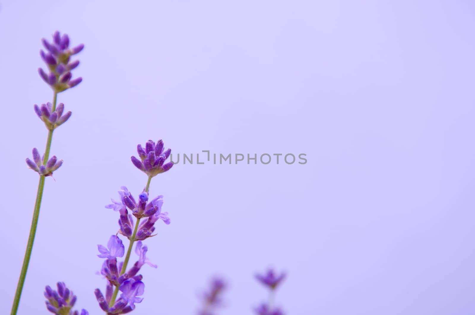 Lavender flower, violet Lavender flowers in nature with copy space, Lavandula