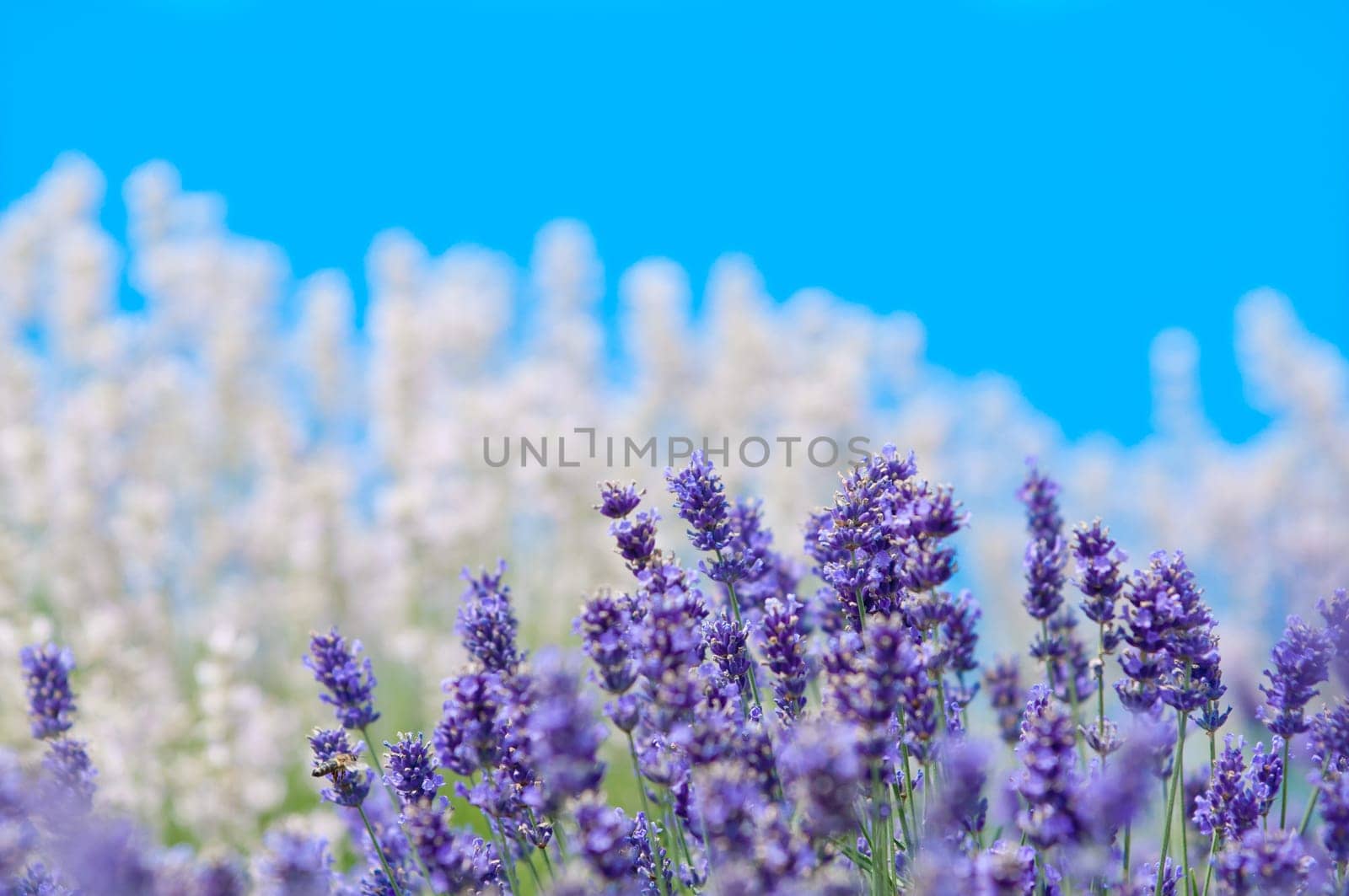 Lavender flower, violet Lavender flowers in nature with copy space, Lavandula