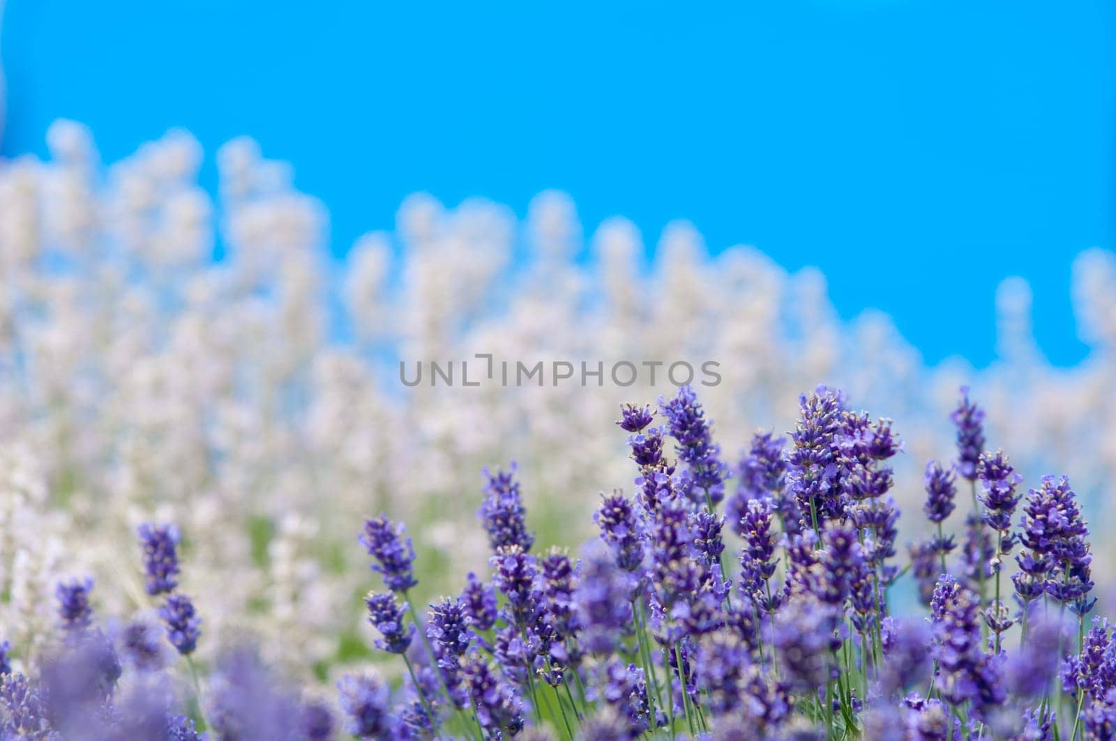 Lavender flower, violet Lavender flowers in nature with copy space, Lavandula