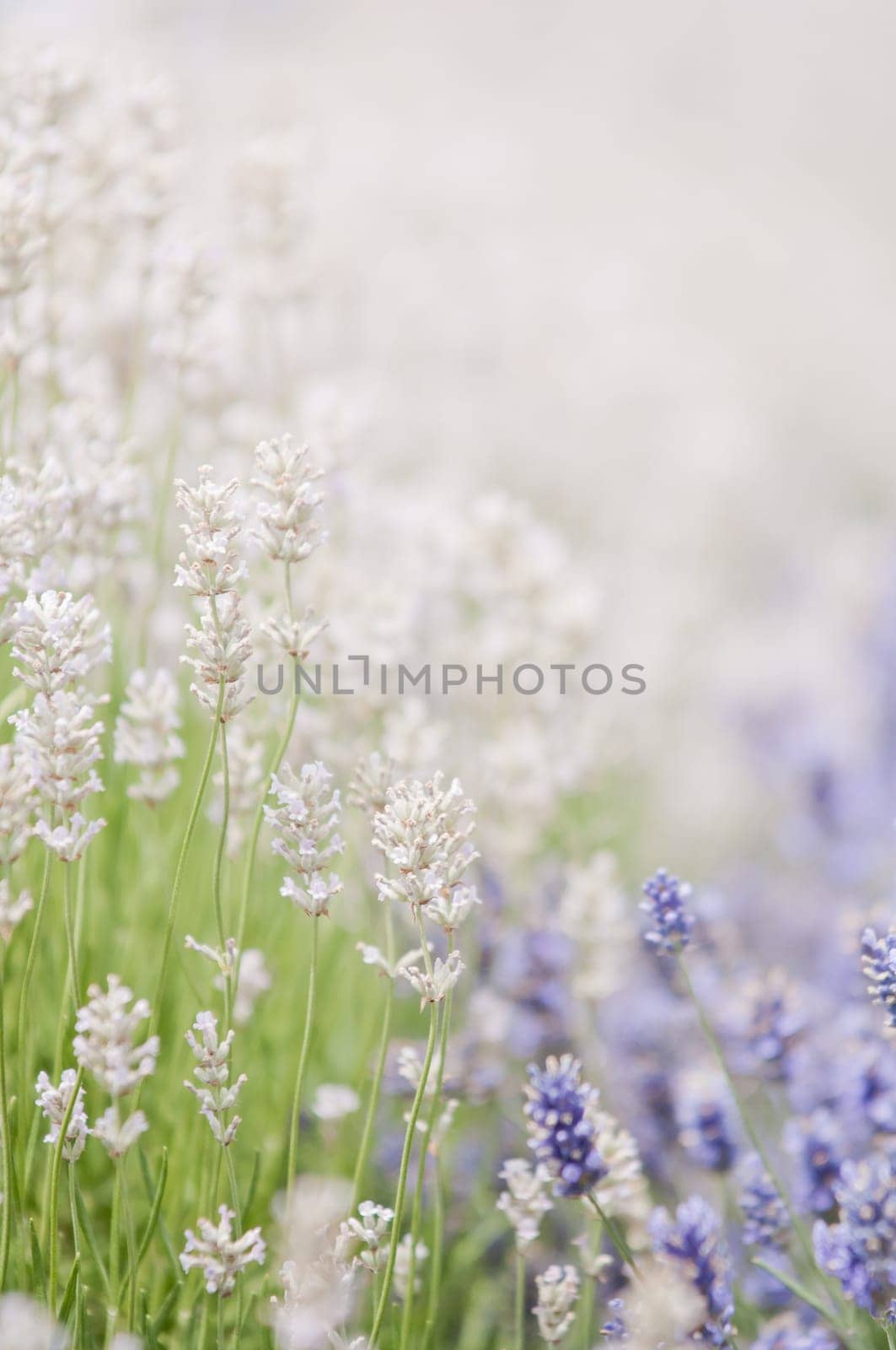 Lavender flower, violet Lavender flowers in nature with copy space, Lavandula