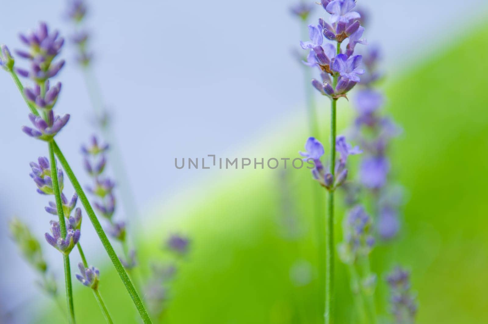 Lavender flower, violet Lavender flowers in nature with copy space, Lavandula