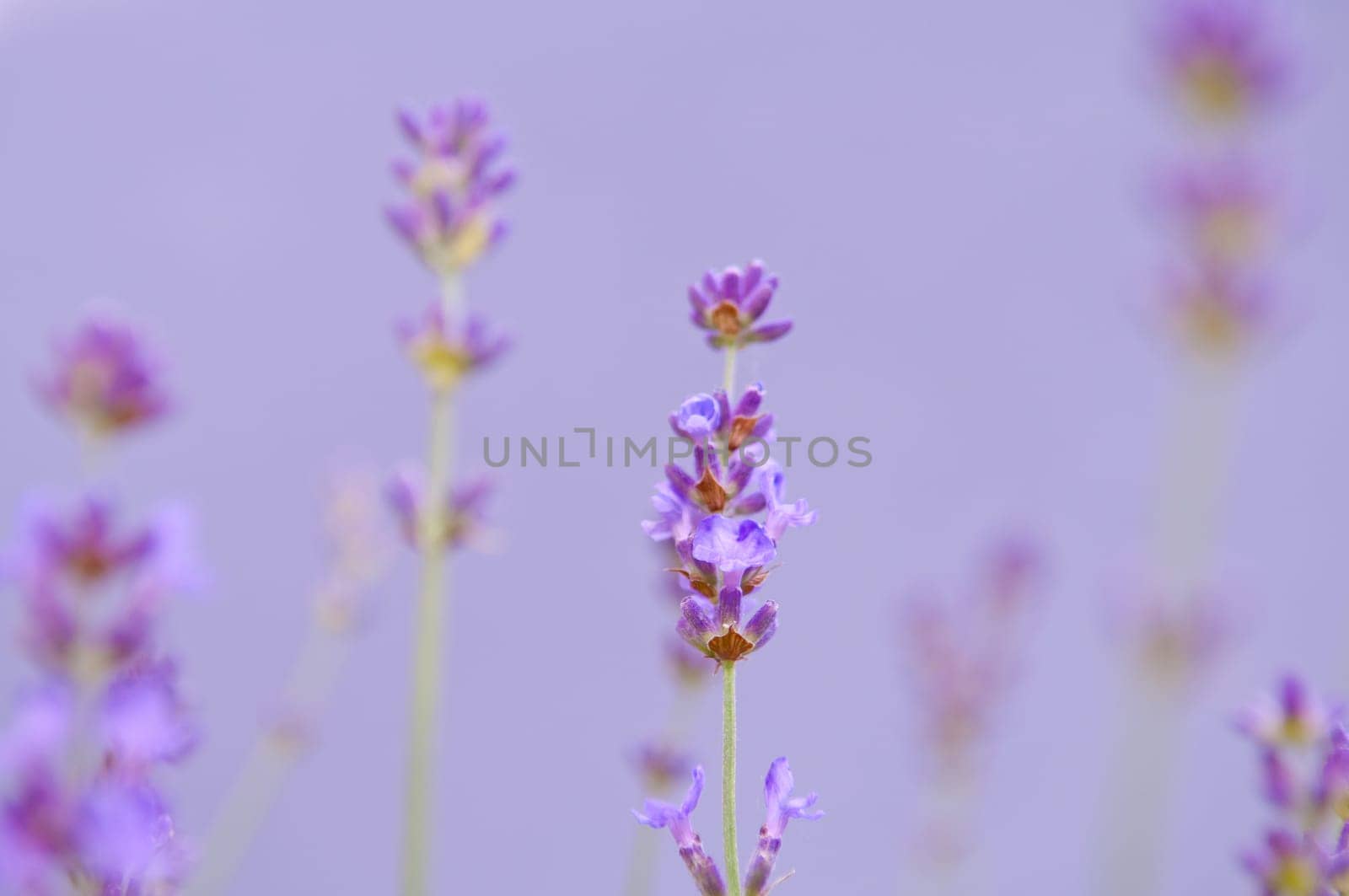 Lavender flower, violet Lavender flowers in nature with copy space, Lavandula