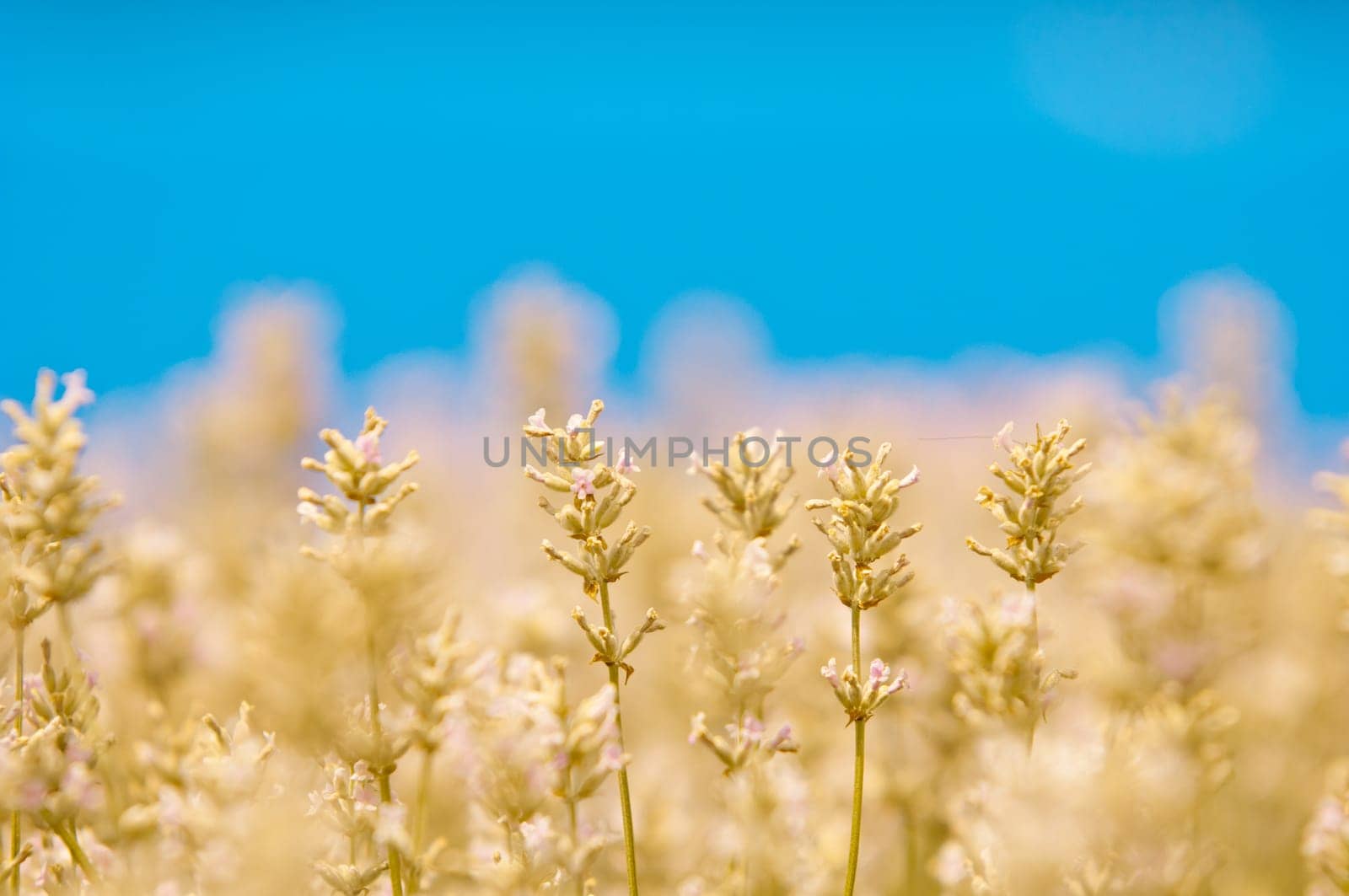 Lavender flower, violet Lavender flowers in nature with copy space, Lavandula