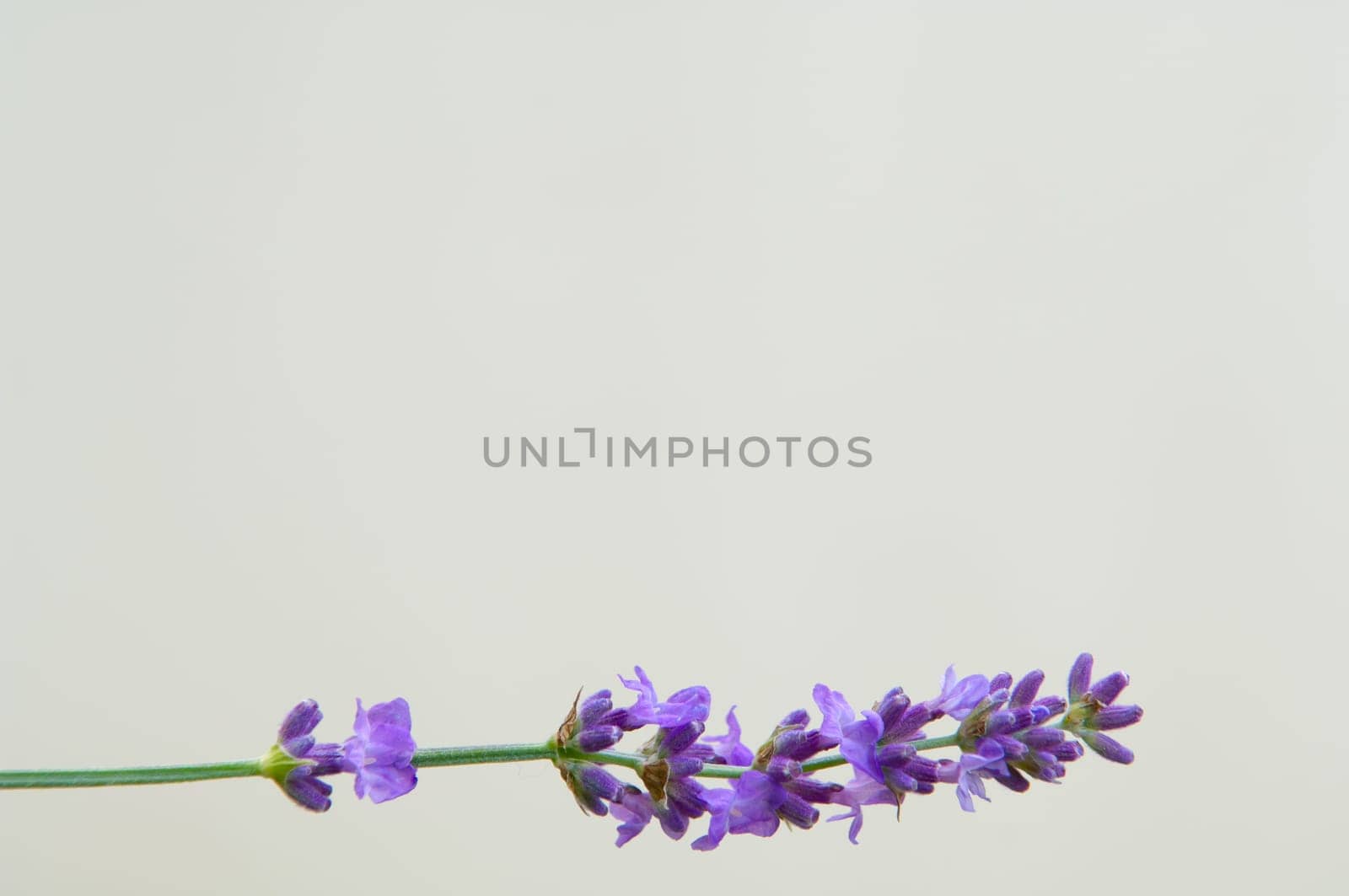 Lavender flower, violet Lavender flowers in nature with copy space, Lavandula