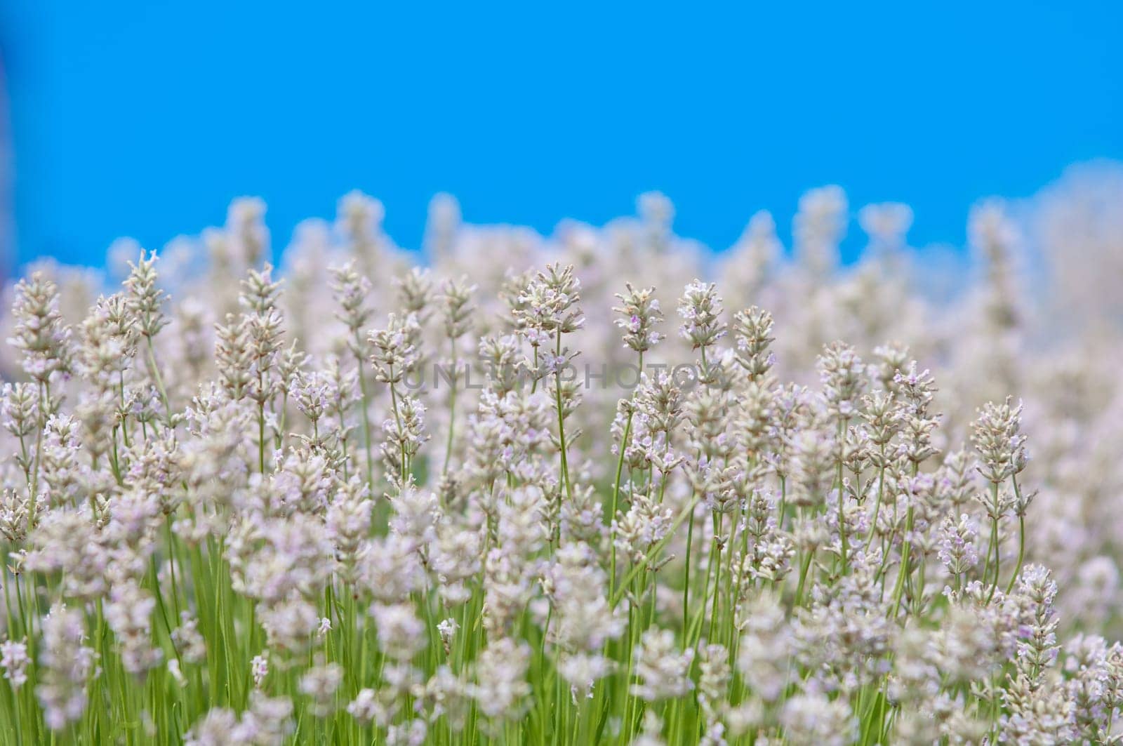 Lavender flower, violet Lavender flowers in nature with copy space, Lavandula