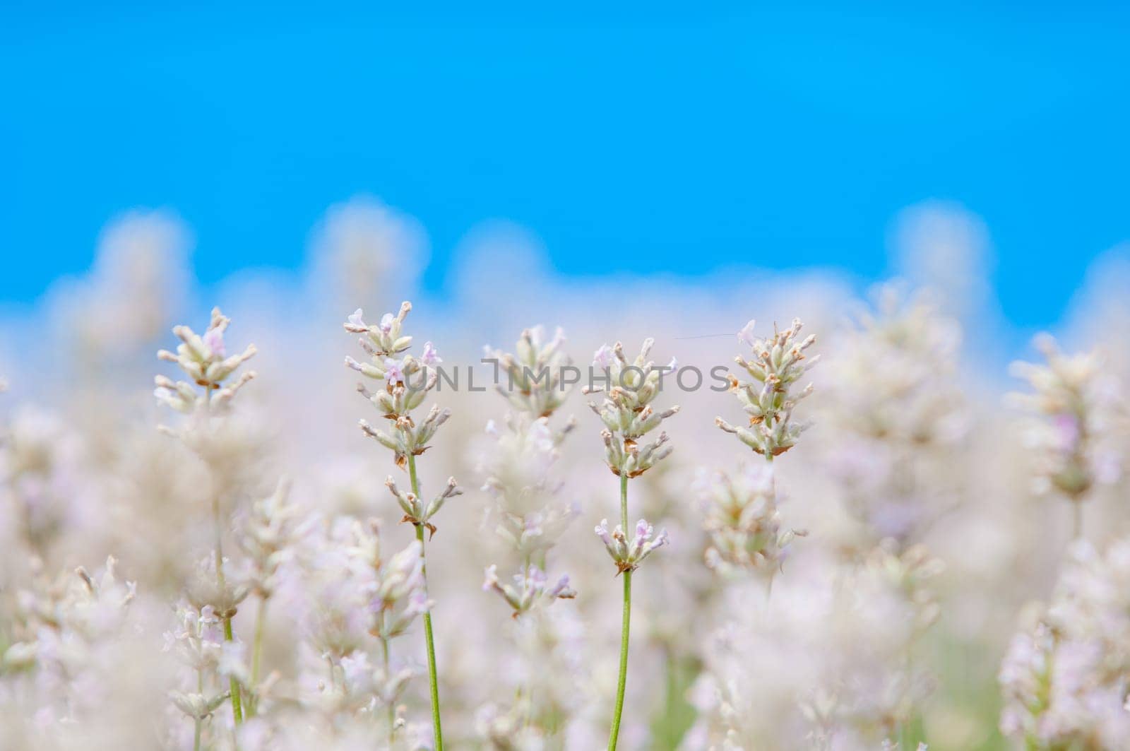 Lavender flower, violet Lavender flowers in nature with copy space, Lavandula