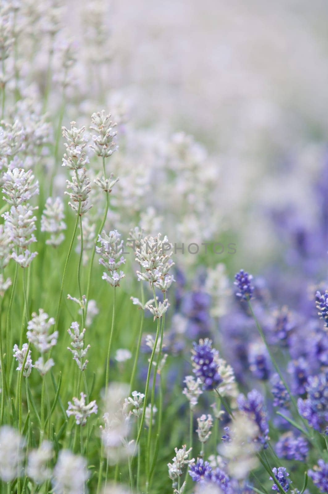 Lavender flower, violet Lavender flowers in nature with copy space, Lavandula