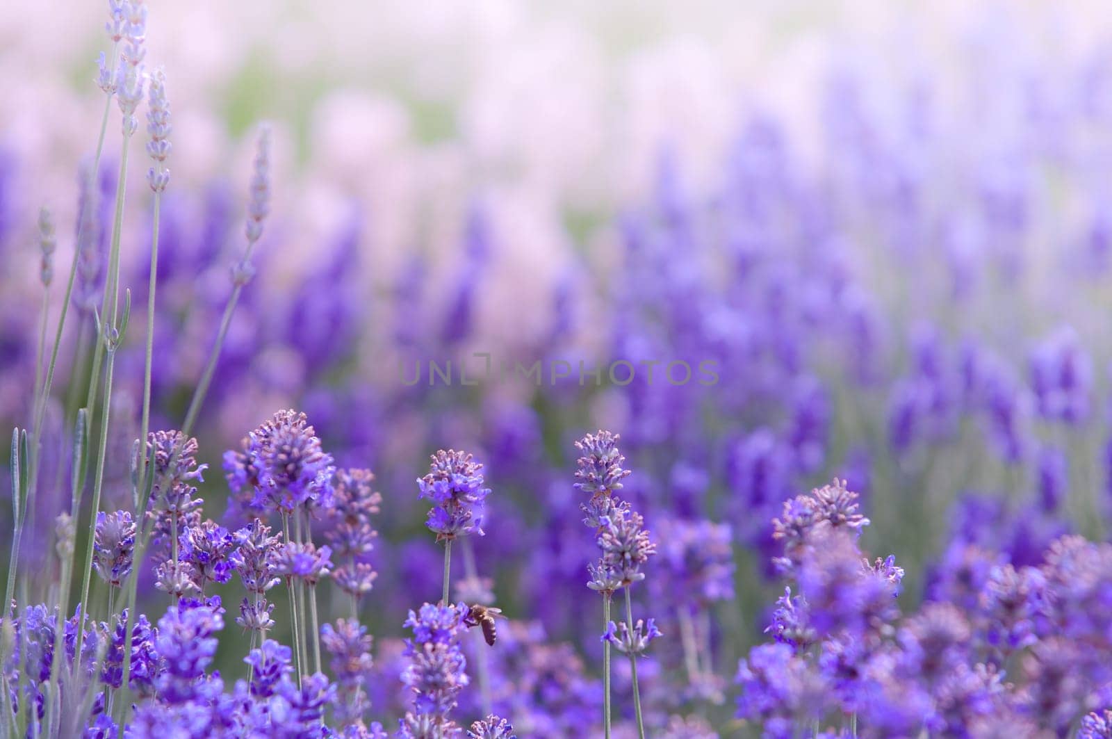 Lavender flower, violet Lavender flowers in nature with copy space, Lavandula