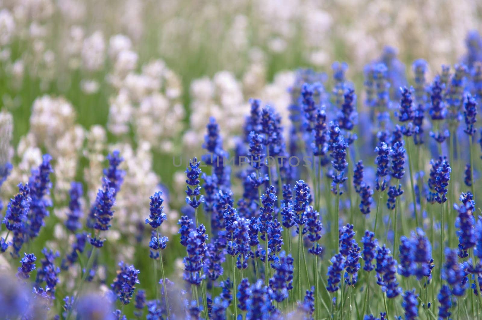 Lavender flower, violet Lavender flowers in nature with copy space, Lavandula