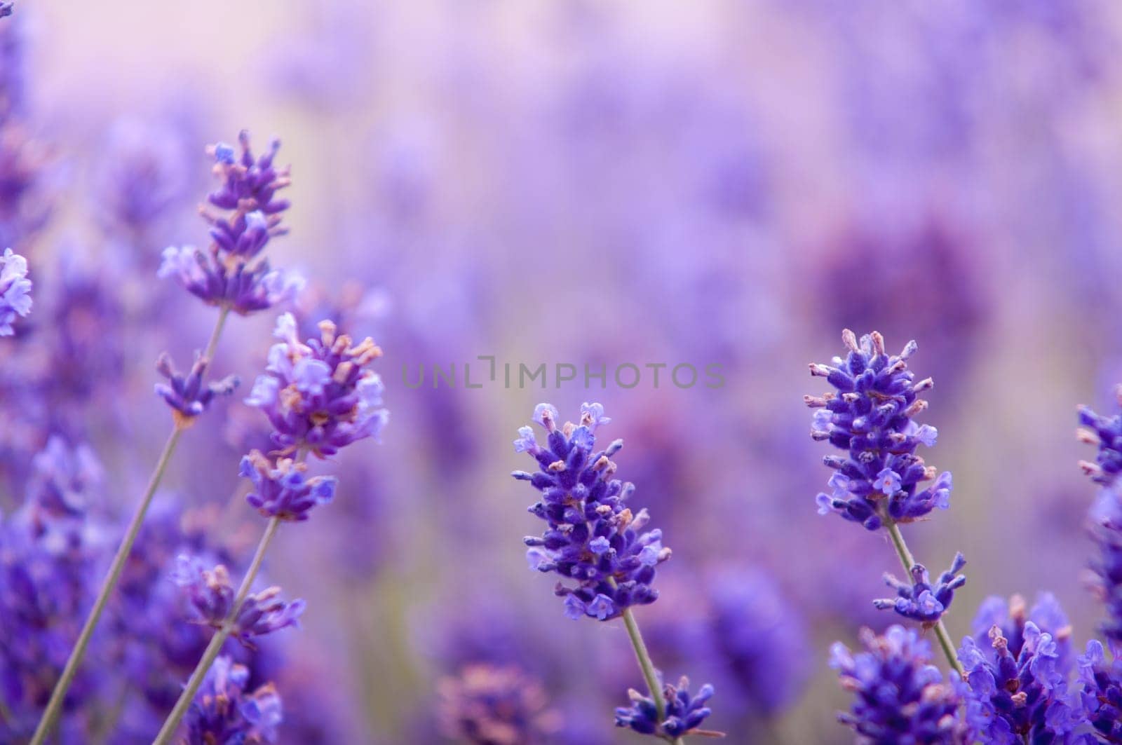 Lavender flower, violet Lavender flowers in nature with copy space, Lavandula