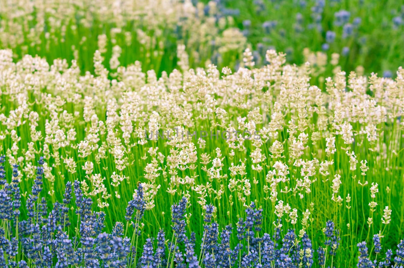 Lavender flower, violet Lavender flowers in nature with copy space, Lavandula