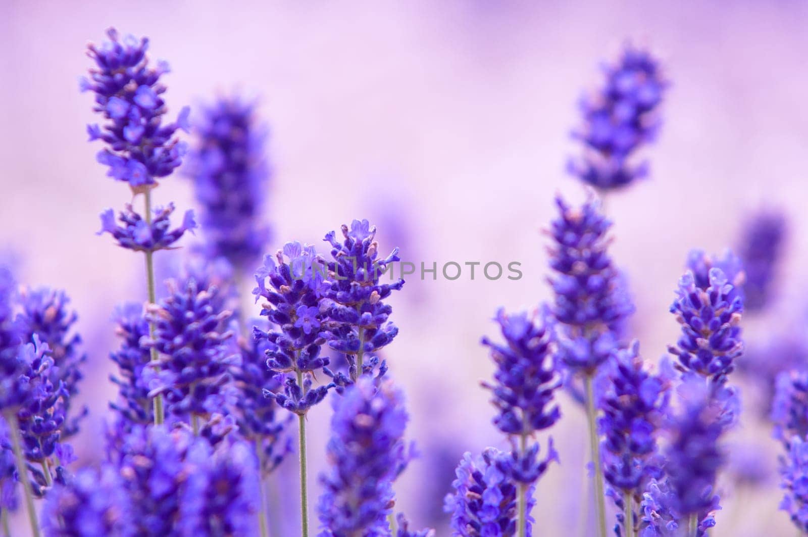 Lavender flower, violet Lavender flowers in nature with copy space, Lavandula
