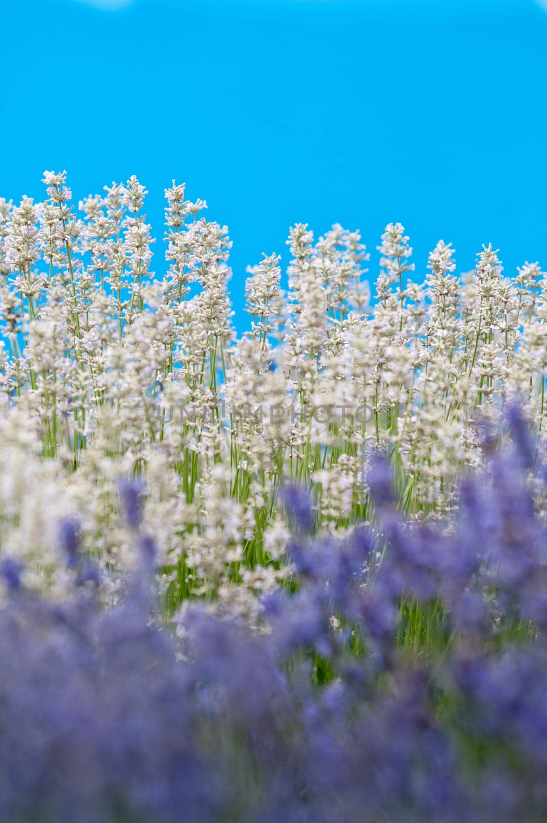 Lavender flower, violet Lavender flowers in nature with copy space, Lavandula