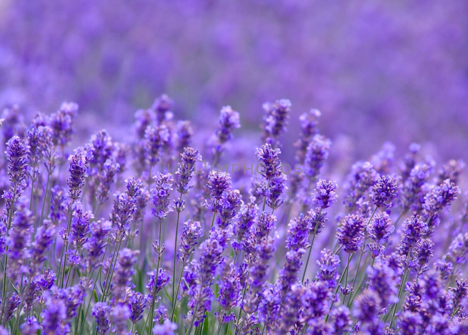 Lavender flower, violet Lavender flowers in nature with copy space, Lavandula