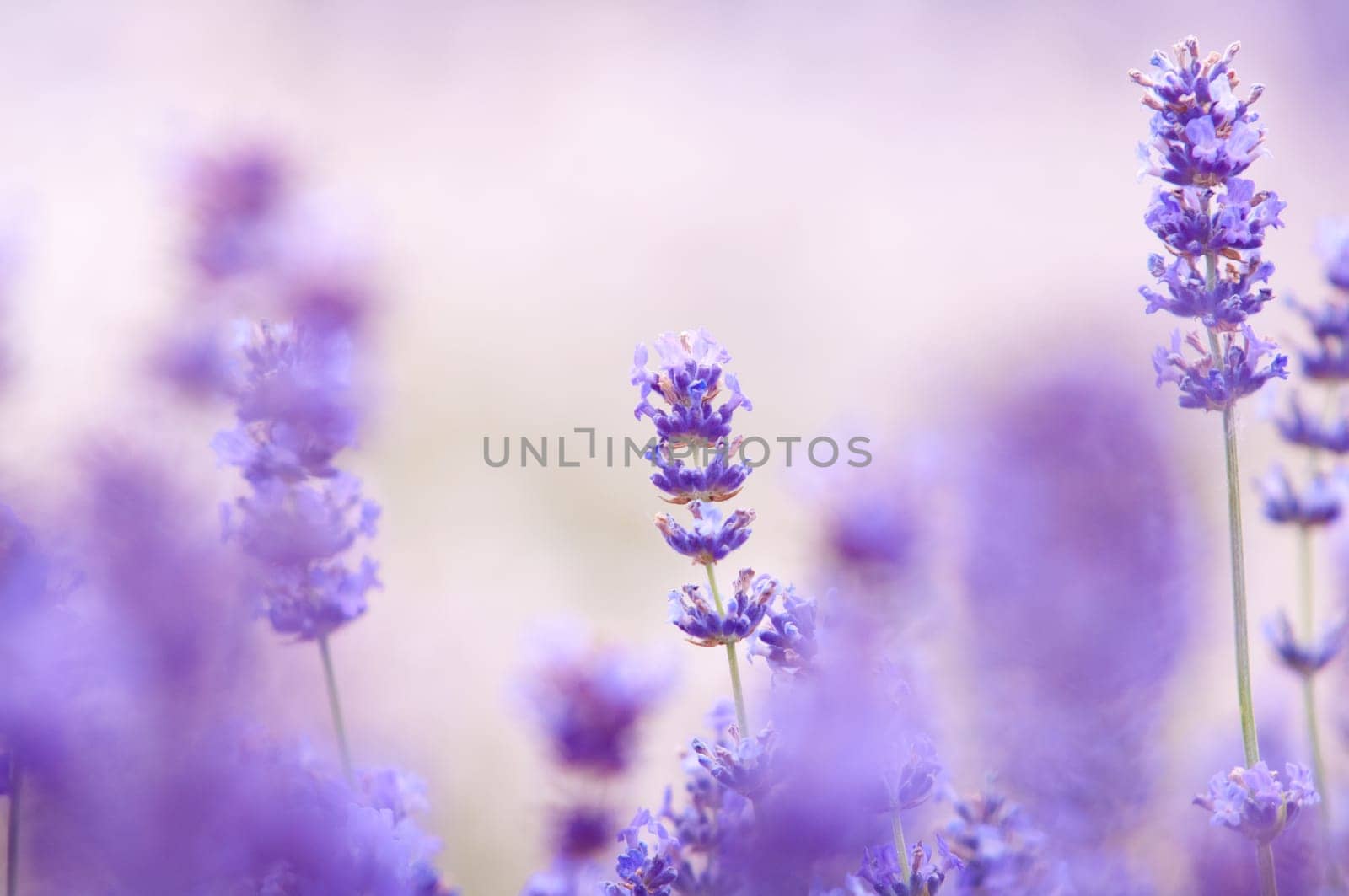 Lavender flower, violet Lavender flowers in nature with copy space, Lavandula