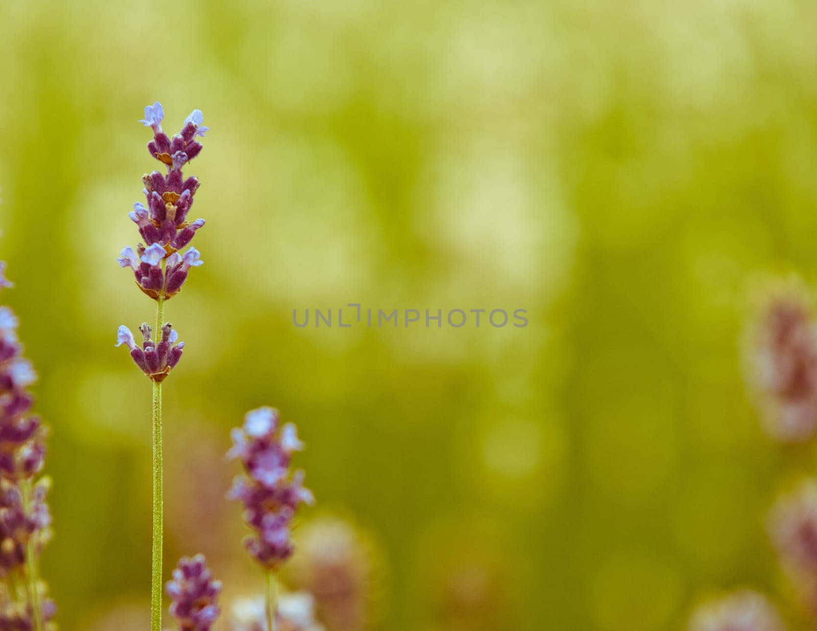 Lavender flower, violet Lavender flowers in nature with copy space, Lavandula