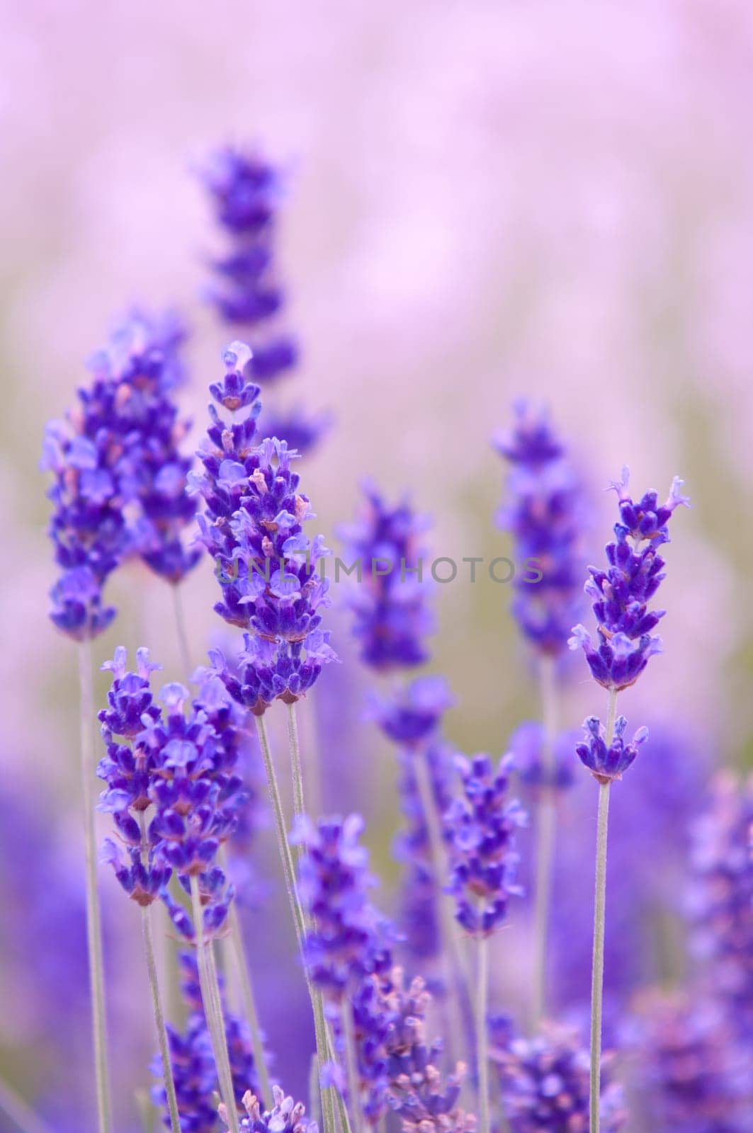 Lavender flower, violet Lavender flowers in nature with copy space, Lavandula