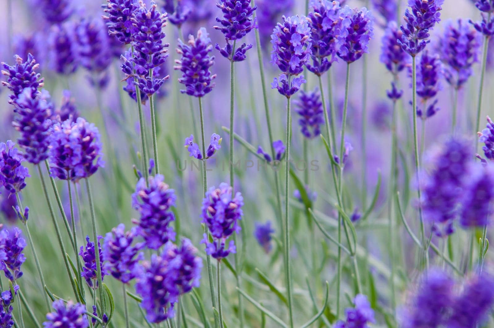 Lavender flower, violet Lavender flowers in nature with copy space, Lavandula