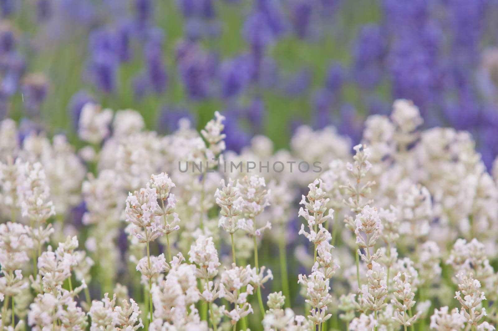 Lavender flower, violet Lavender flowers in nature with copy space, Lavandula