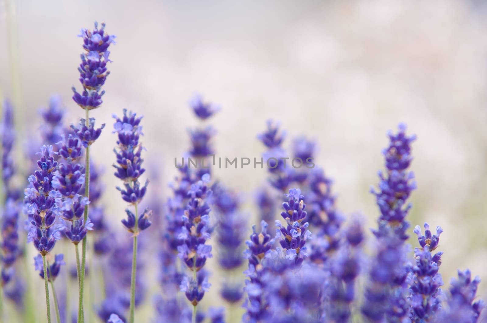 Lavender flower, violet Lavender flowers in nature with copy space, Lavandula